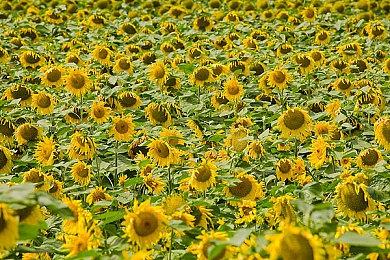 E3：滑雪游戏《Shredders》12月发售 首发加入XGP